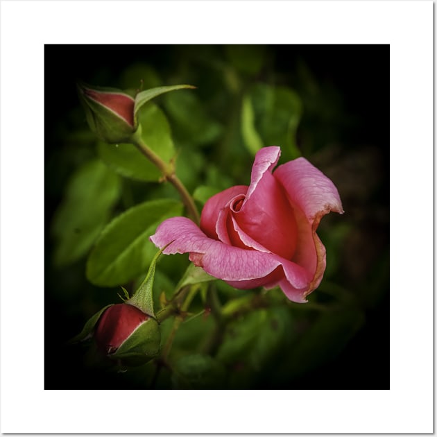 Pink Rose Wall Art by mtbearded1